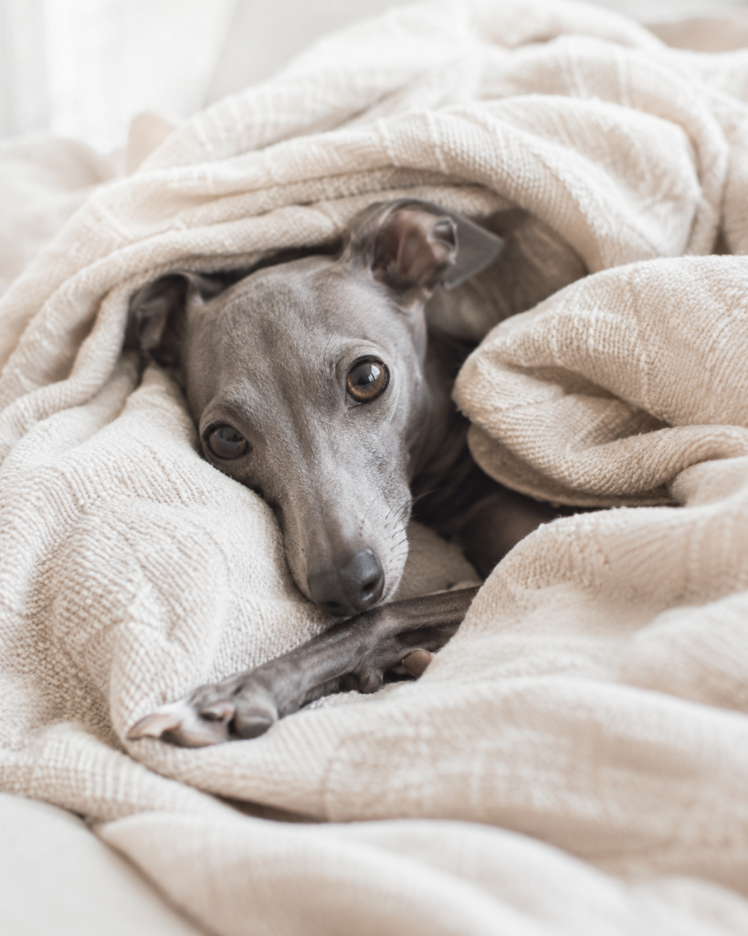 Iggy in kuscheldecke