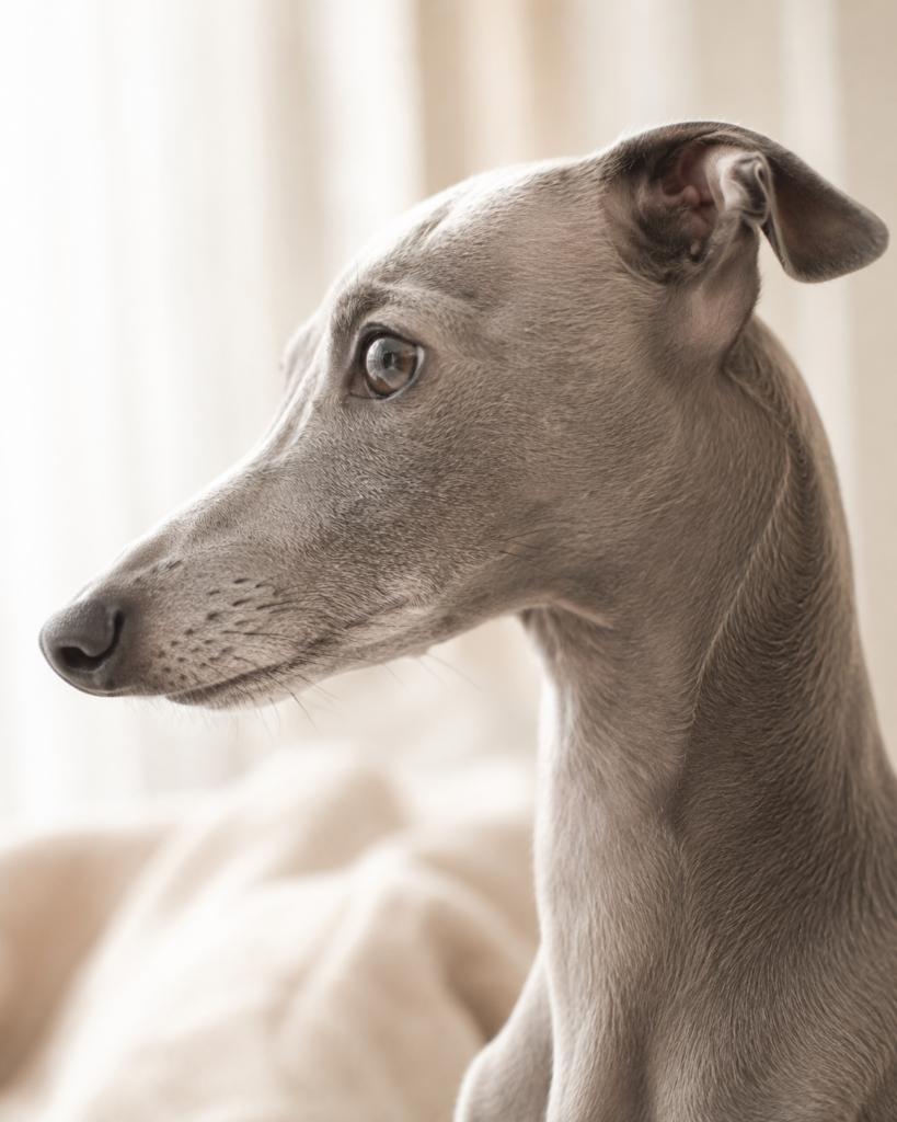 Iggy seitenprofil